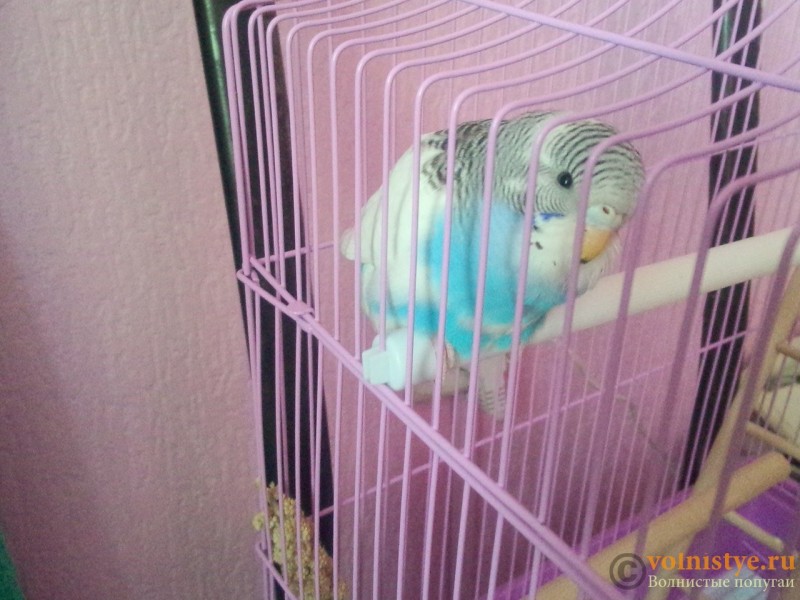 Жизнь волнистого попугая в домашних условиях -