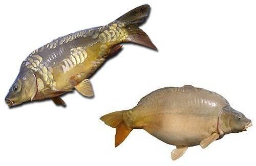 Рыба судак: как и на что его ловить, как он выглядит, чем отличается от других рыб, повадки, образ жизни, места обитания