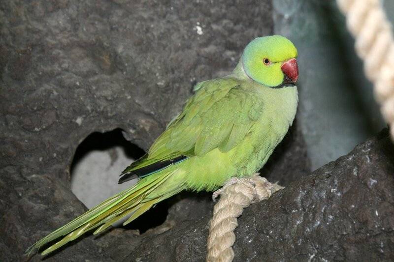 Ожереловый попугай крамера или индийский кольчатый попугай - все о виде на wikiet