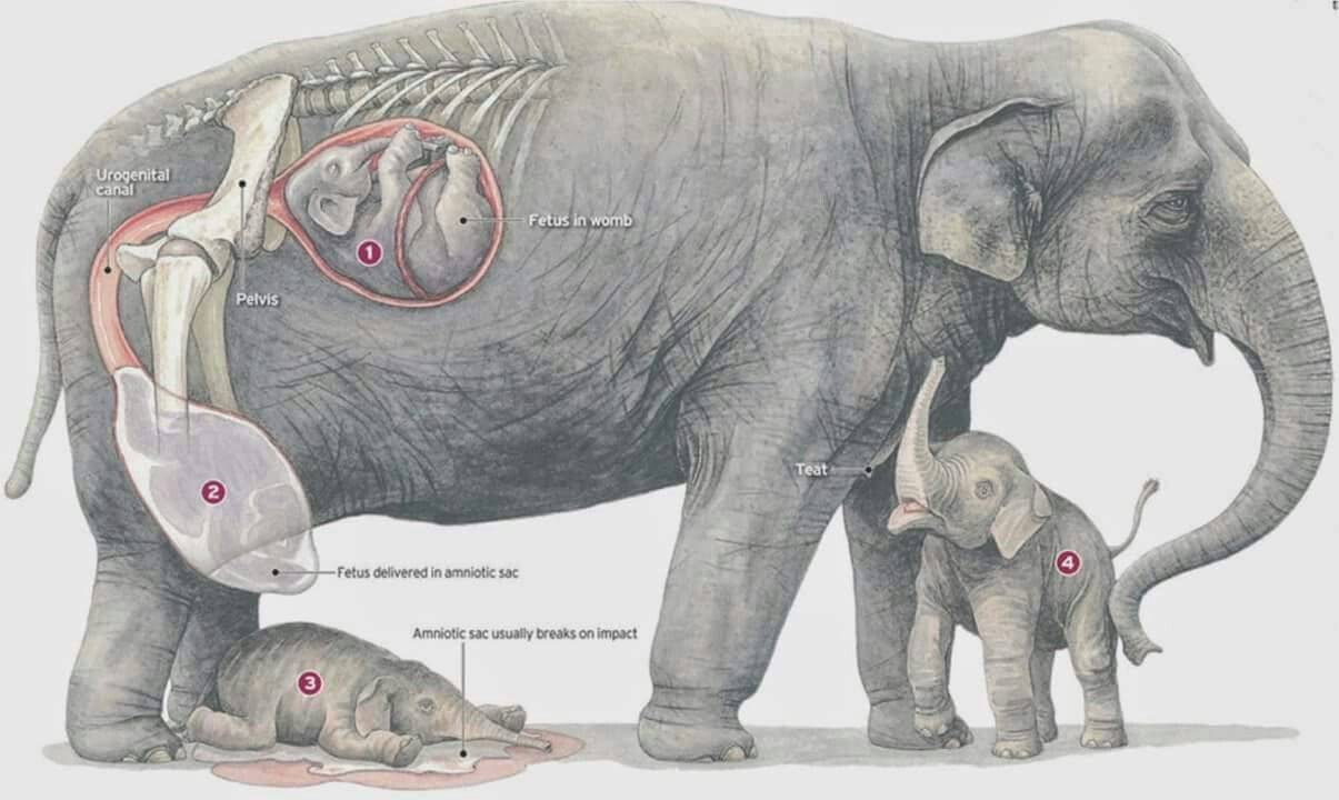 ᐉ сколько ходит беременный слон и как происходит вынашивание слоненка - zoovet24.ru