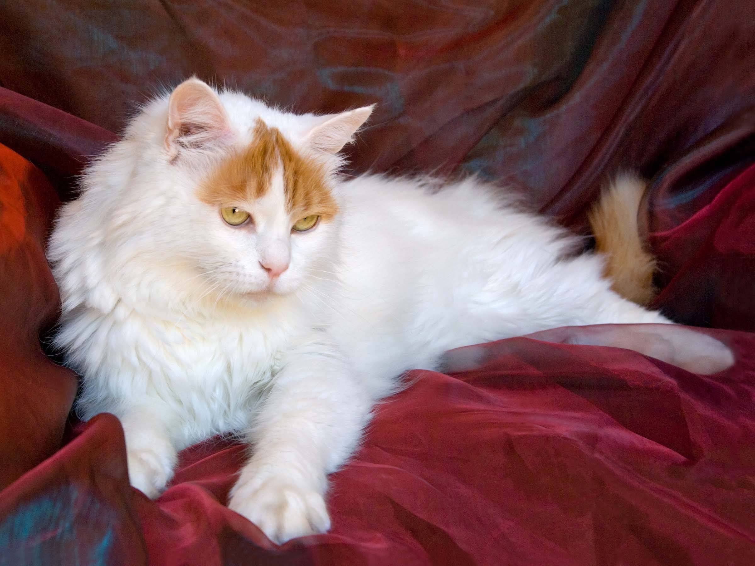Турецкий ван | породы кошек, характер, здоровье и чем кормить | for-pet