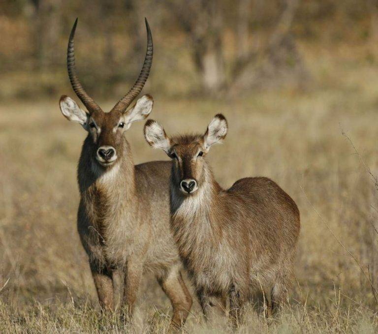 Дзерен животное. описание, особенности, виды, образ жизни и среда обитания антилопы