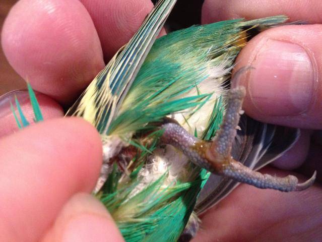 Блохи у волнистых попугаев: бывают или нет, симптомы, как бороться и опасны ли для человека