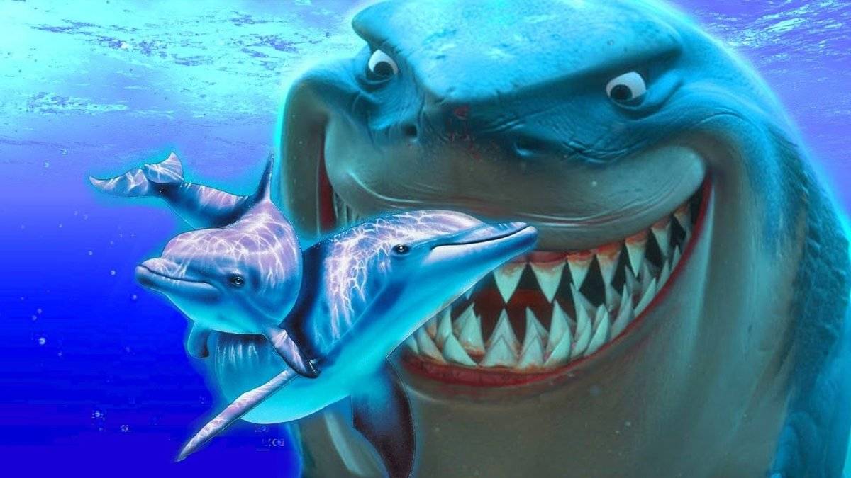 Правда ли что акулы бояться дельфинов и почему?