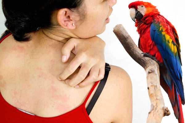 Аллергия на попугаев