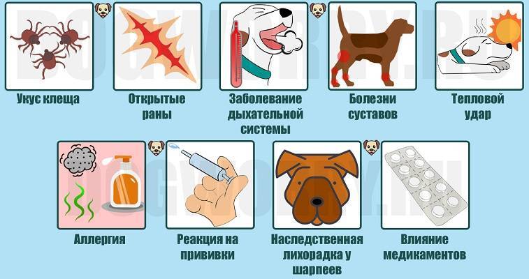 Неотложные состояния собак. первая помощь по пути к ветеринару
