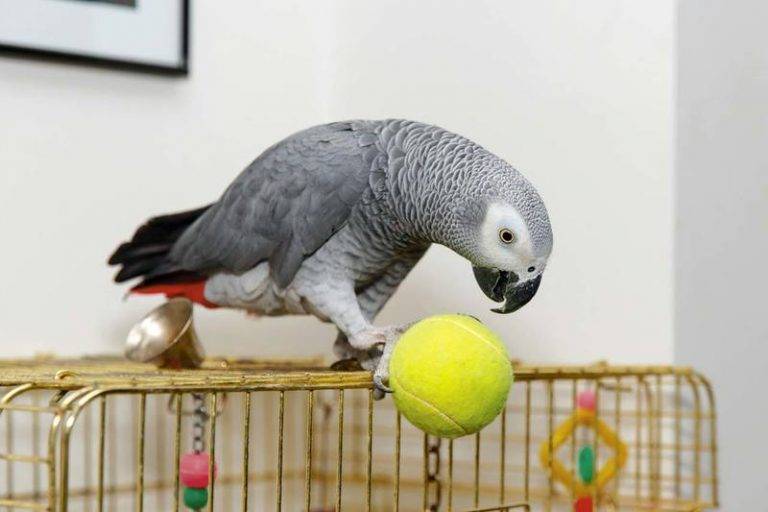 Говорящий попугай жако: обучение словам и фразам