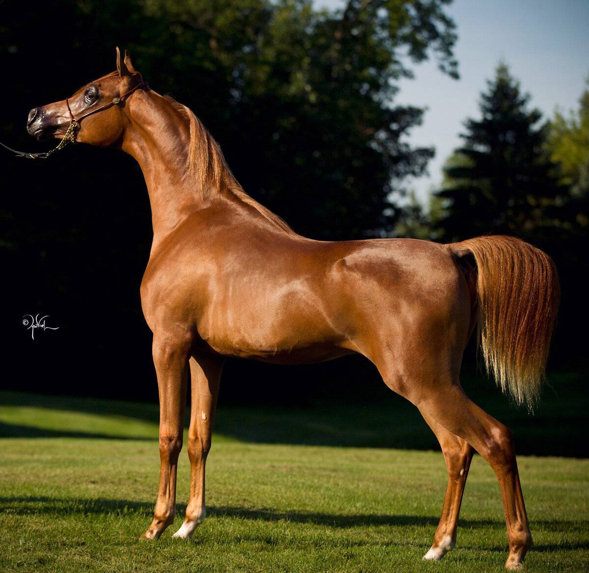 Самые дорогие лошади в мире: цена, фото