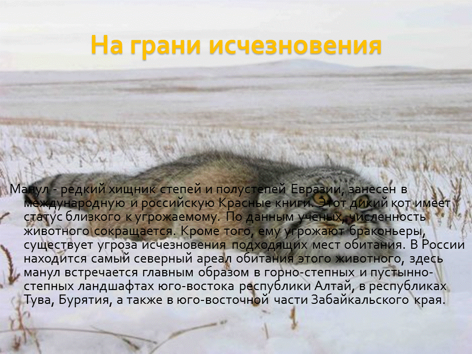 Снежный барс (ирбис) – фото, описание, ареал, рацион, популяция