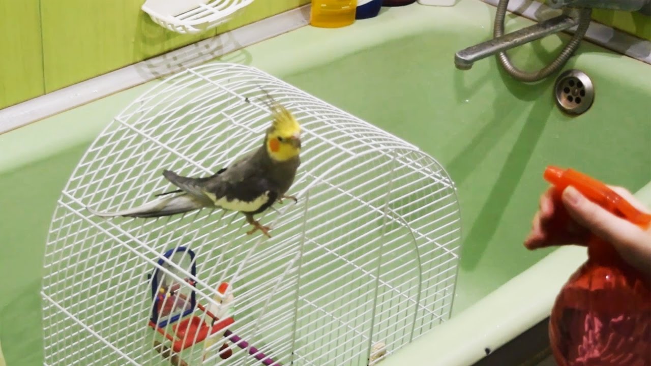 Как купать попугая кореллу в домашних условиях