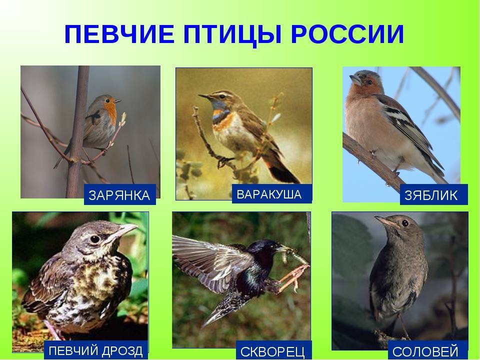 Самые известные певчие птицы мира (топ-10 птиц и их фото)