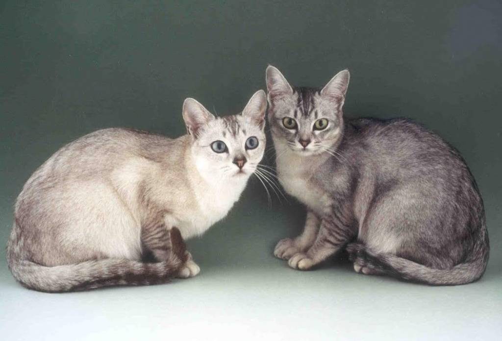 Описание бразильской короткошерстной кошки с фото согласно стандарту породы, характер животного и правила содержания