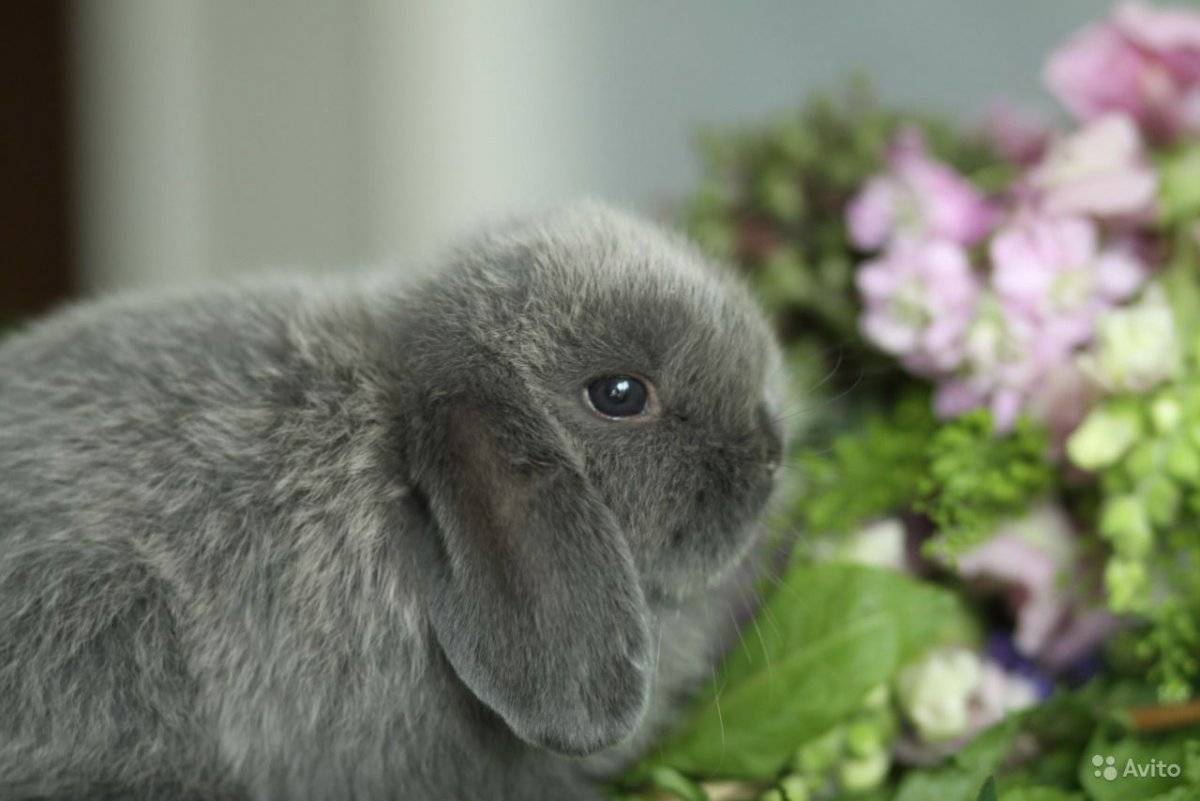 Декоративный кролик вислоухий баран: как содержать и ухаживать, где приобрести
