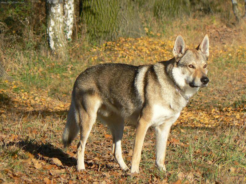 Описание породы чехословацкий влчак