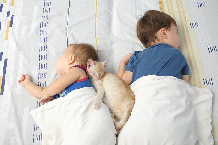 Не опасна ли дружба кошки с младенцем