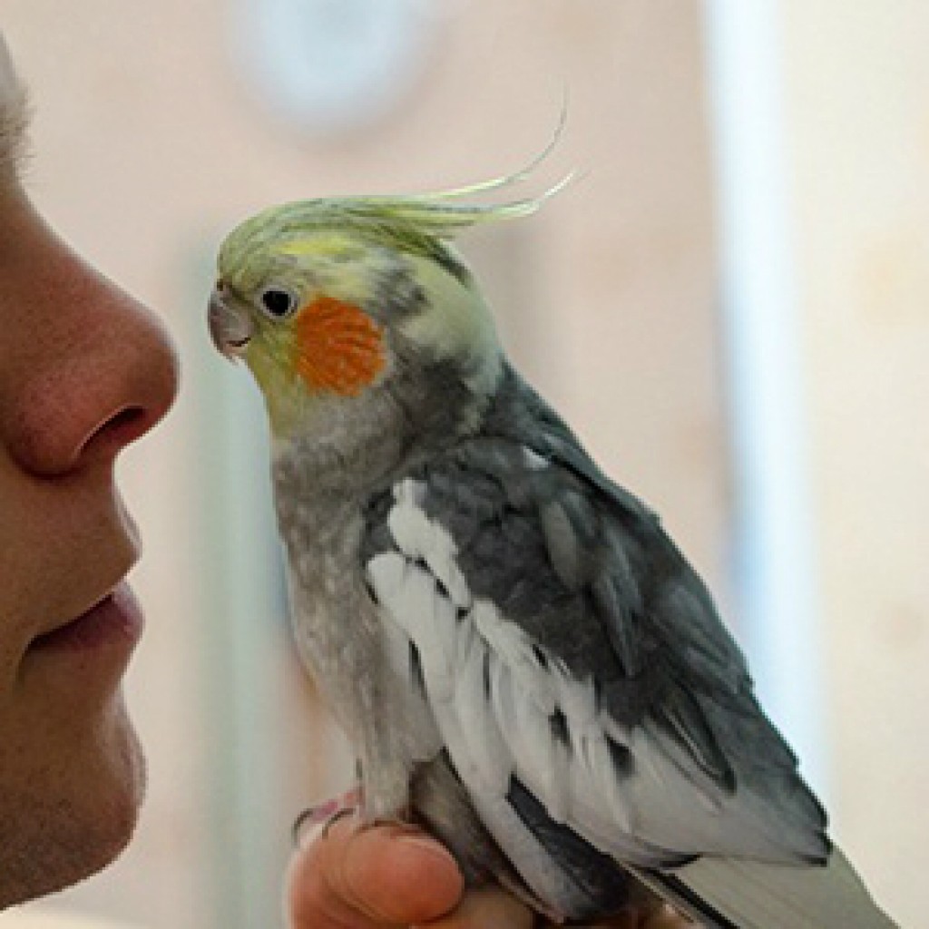 Как научить разговаривать попугая кореллу?