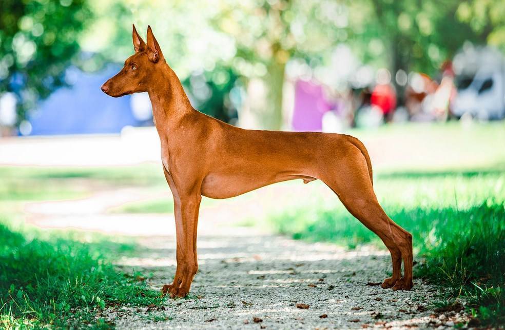 Фараоновая собака: фото, описание, характер, содержание, отзывы