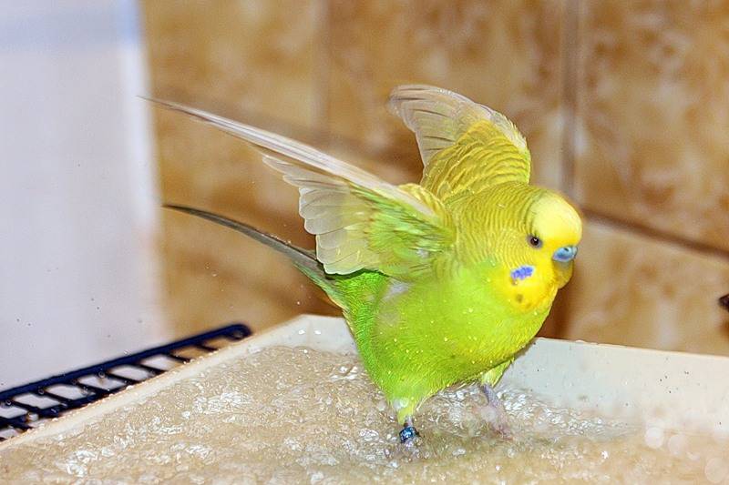 Как правильно купать попугая, как мыть кореллу