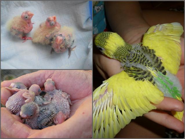 Птенцы волнистых попугаев: чем кормить, когда только вылупились