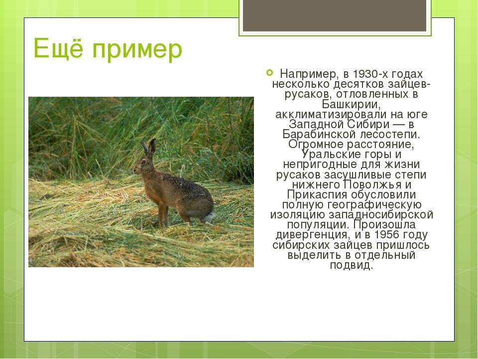 Заяц русак. образ жизни и среда обитания зайца русака | живность.ру