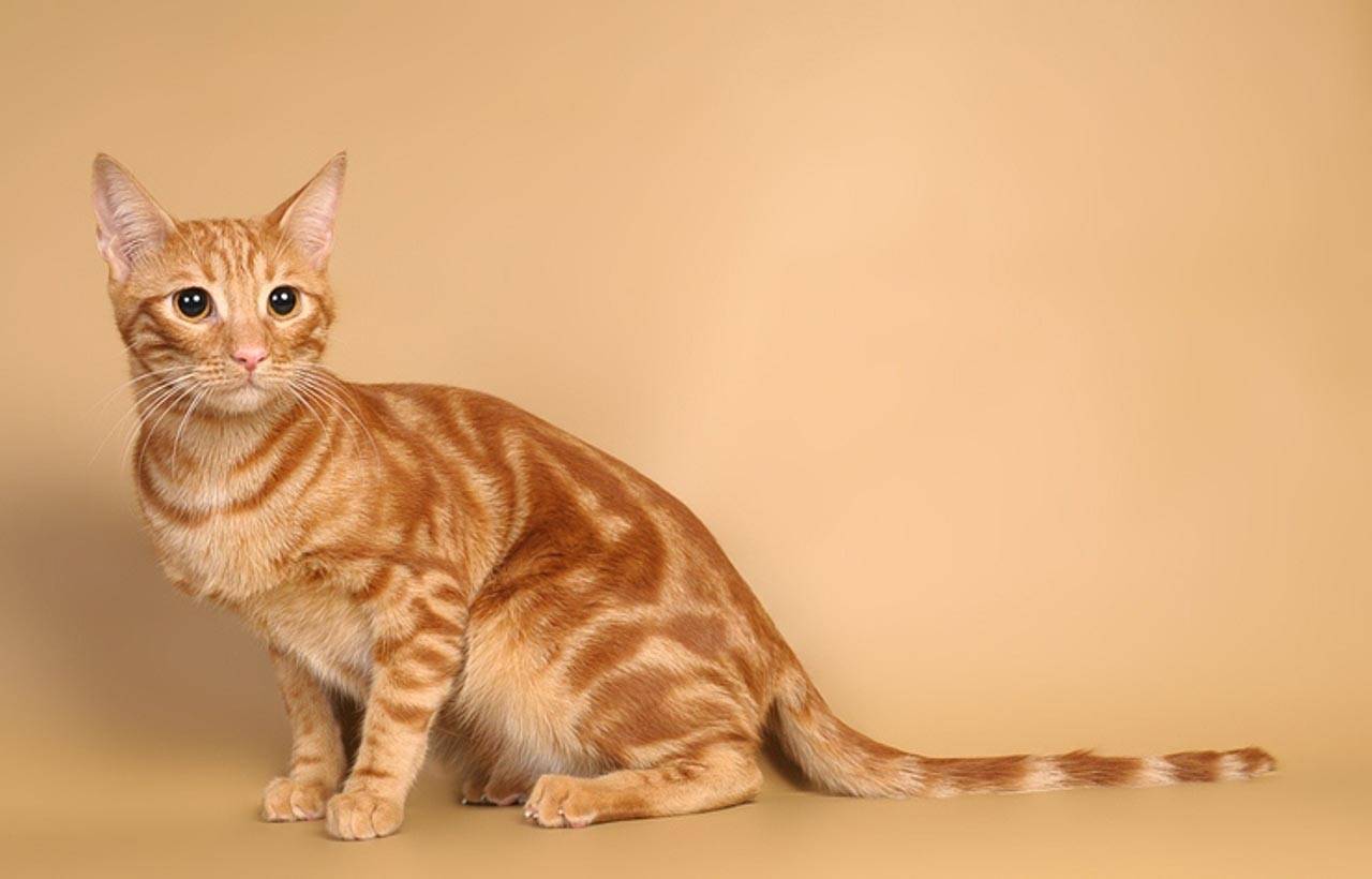 Описание и фото анатолийской короткошерстной кошки, характер представителей породы, особенности содержания