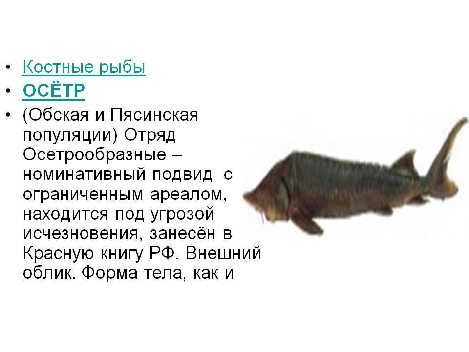 Рыба палтус
