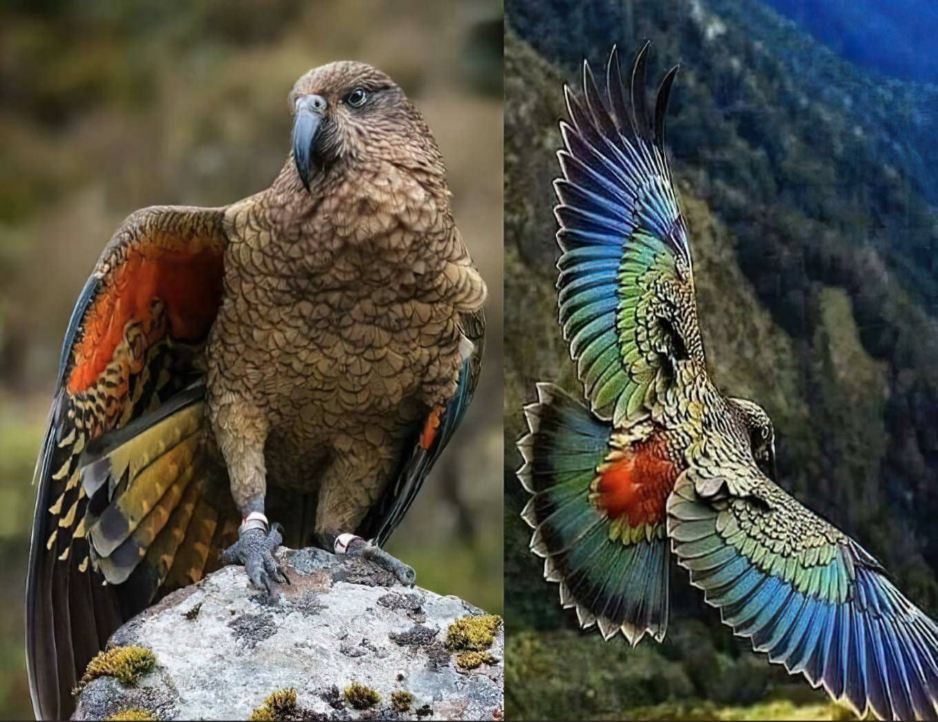 Кеа: описание, фото хищного попугая, как охотится на овец, интеллект и особенности птицы из новой зеландии