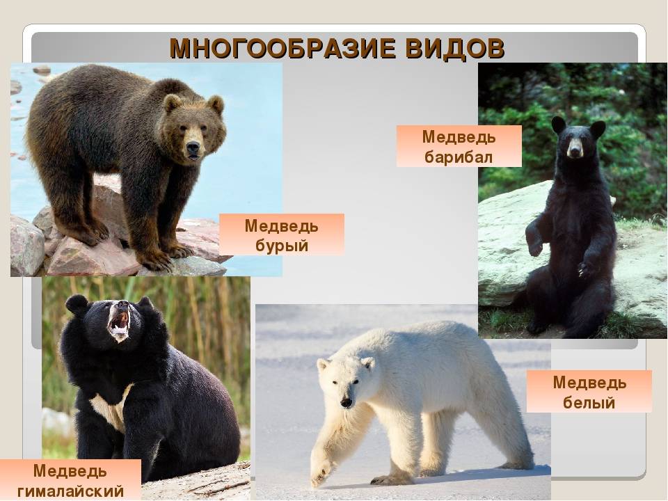 Белый медведь. образ жизни и среда обитания белых медведей | животный мир