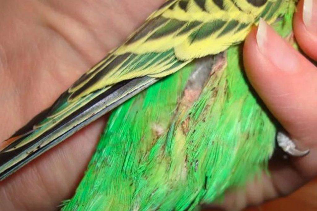 Клещи у попугая: виды, симптомы лечение и последствия