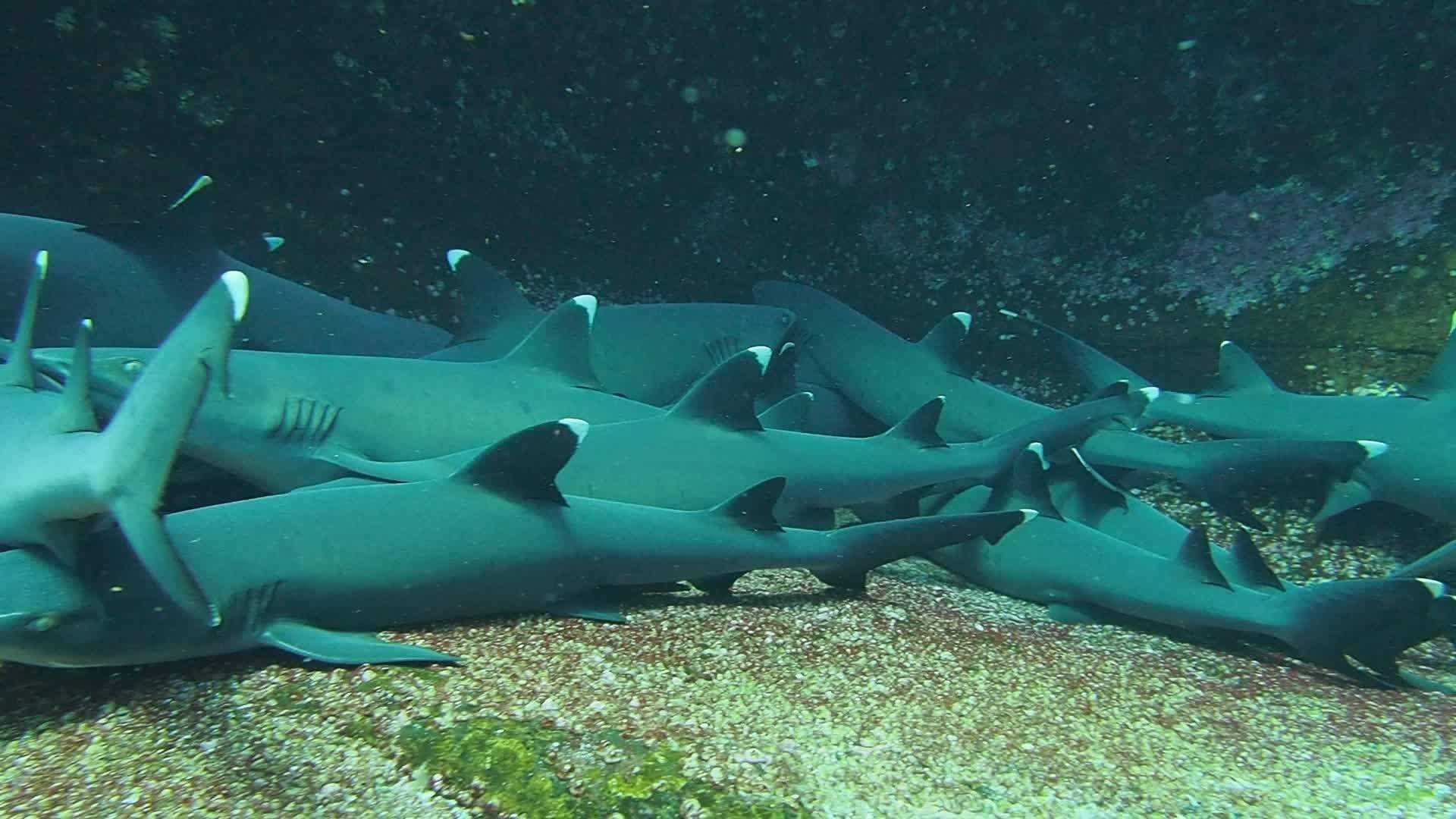 Распространённые мифы об акулах