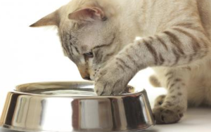 Почему кошки боятся воды и как их купать? | hill's pet