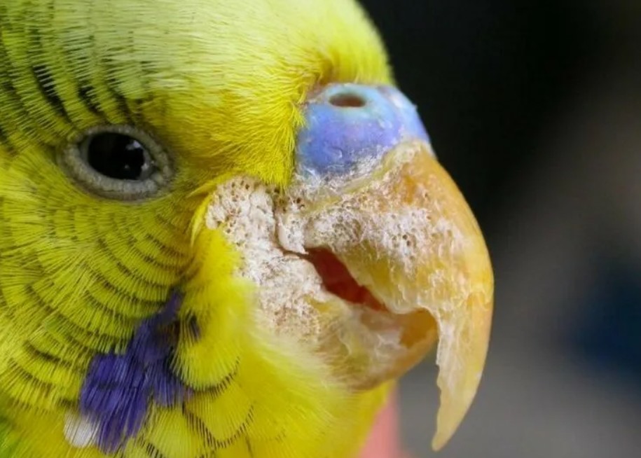 Почему у волнистого попугая слоится клюв