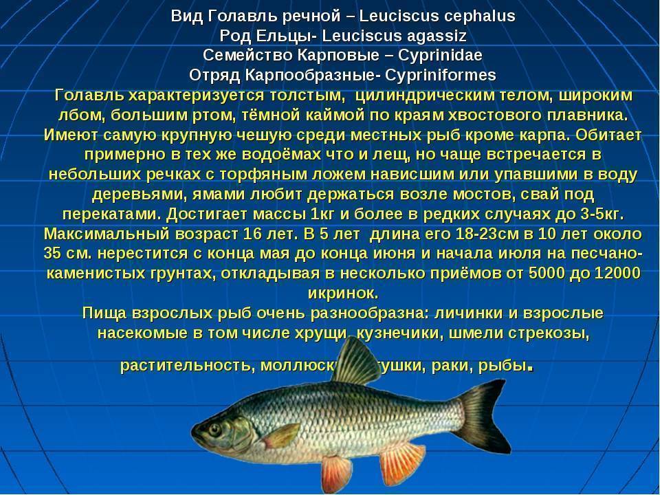 Хищные рыбы. названия, описания и особенности хищных рыб | живность.ру