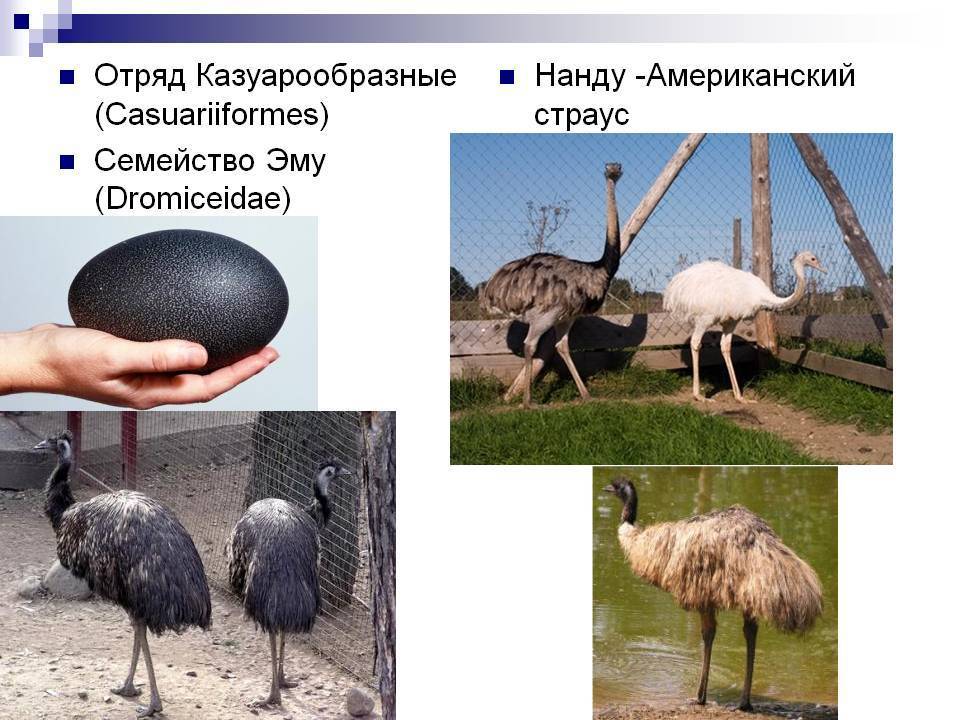 Африканский страус: описание породы, особенности разведения и содержания