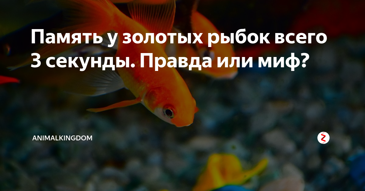 Есть ли память у рыб — мифы и реальность