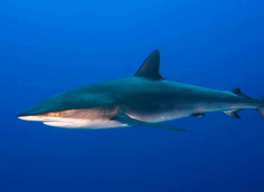Бычья акула - смертельно опасная акула ∞ лагуна акул