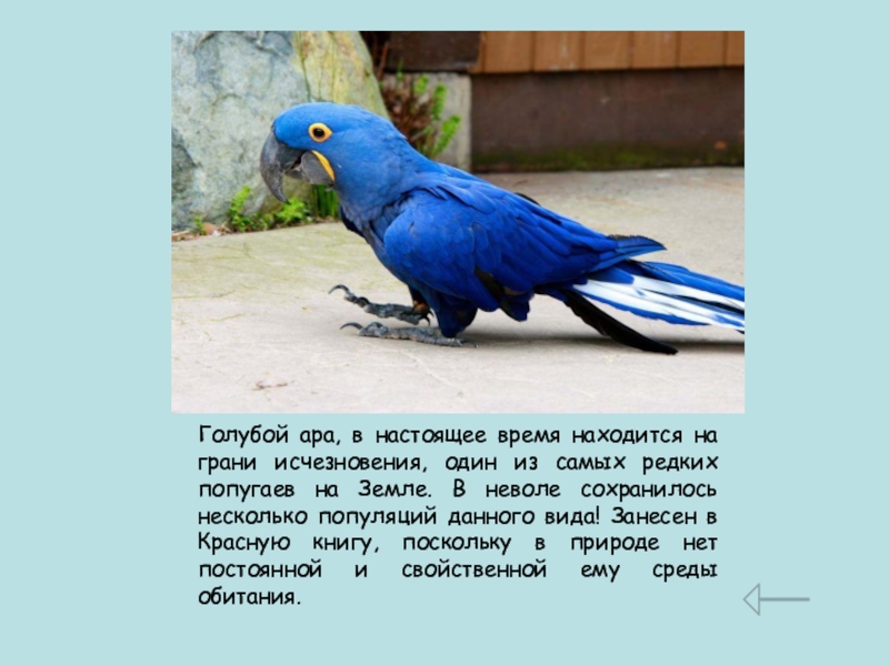 Ара - попугай c зелеными крыльями. виды и содержание в домашних условиях