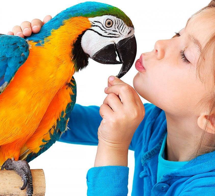 Какие виды попугаев говорят лучше всех