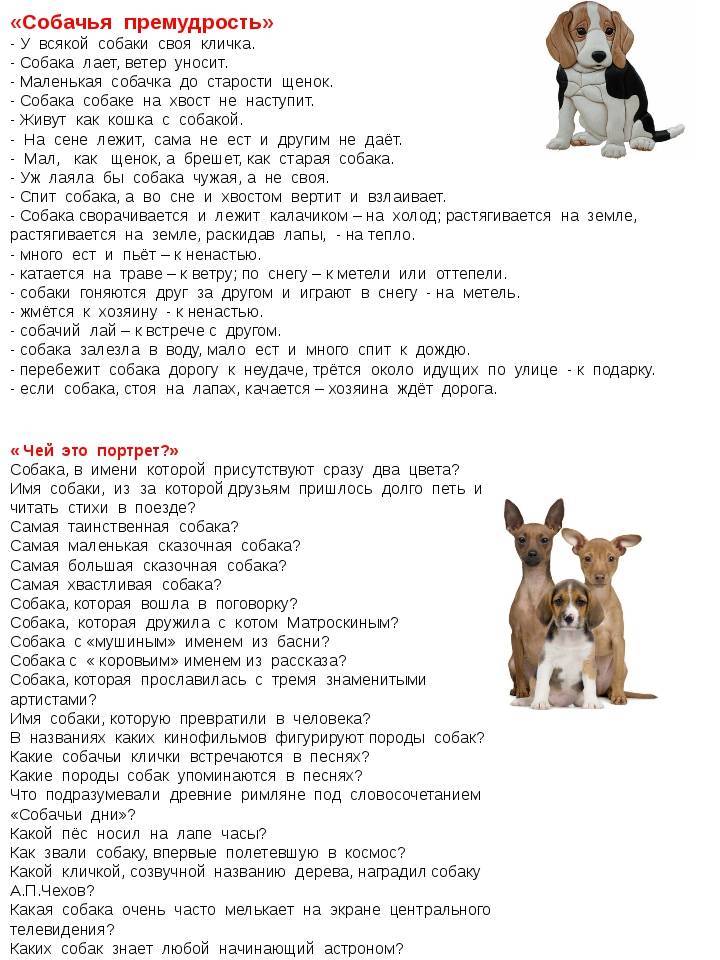 Красивые имена для собак-мальчиков: самые легкие и интересные клички для редких пород (хаски, немецких овчарок, йорков, чихуахуа и других)