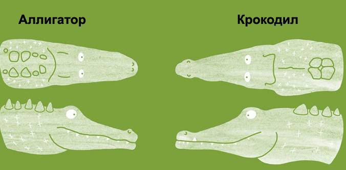 Чем отличаются аллигаторы от крокодилов?