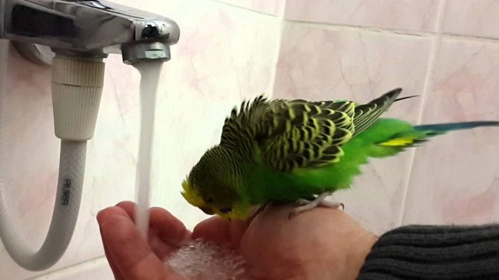 Как правильно купать попугаев (волнистых, корелл, жако) в домашних условиях, отзывы