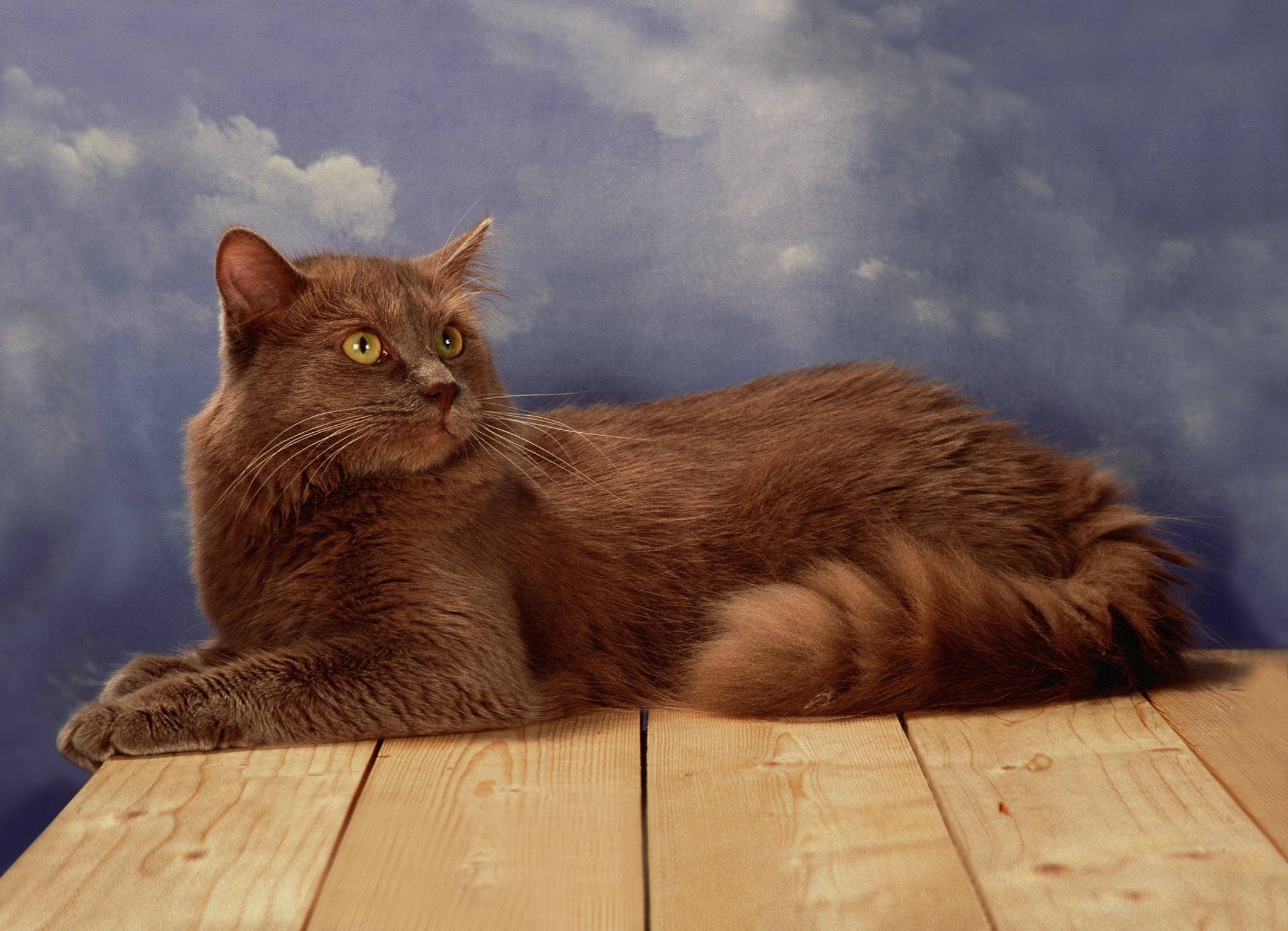 Йоркская шоколадная кошка: описание и фото животного необычного цвета