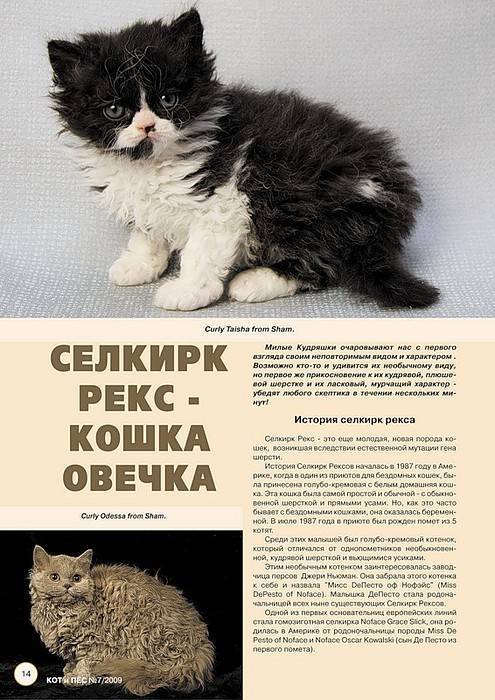 Кошка селкирк-рекс: описание породы, фото и отзывы :: syl.ru