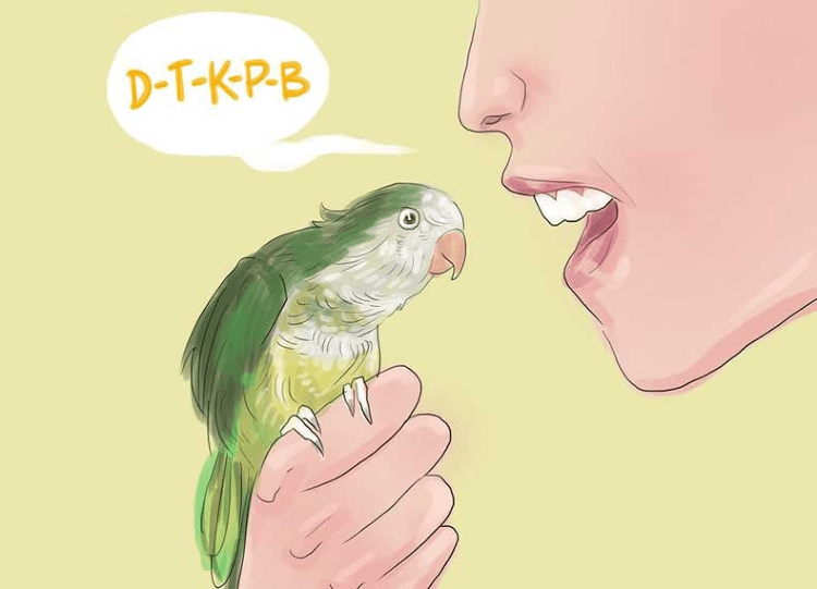 Как быстро и эффективно научить попугая разговаривать