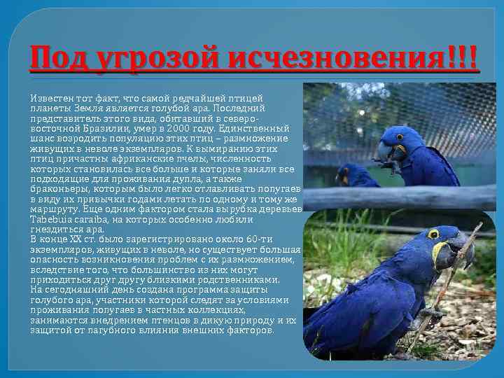 Сине-жёлтый ара (ara ararauna): описание, фото, содержание дома