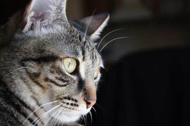 Кельтские кошки: описание породы, характер, здоровье