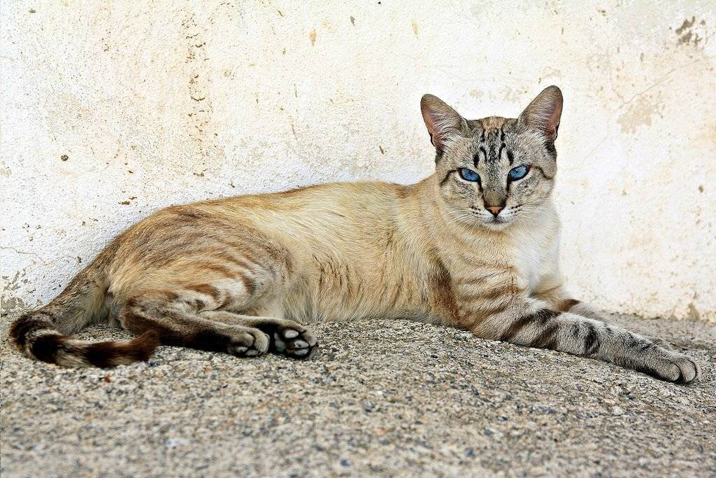 Голубоглазые кошки охос азулес: стандарты и описание ojos azules