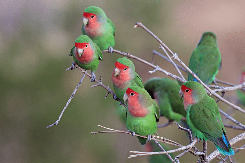 Сколько живут попугаи неразлучники в природе и дома