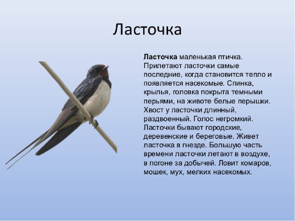 Щегол птица. образ жизни и среда обитания птицы щегол | животный мир
