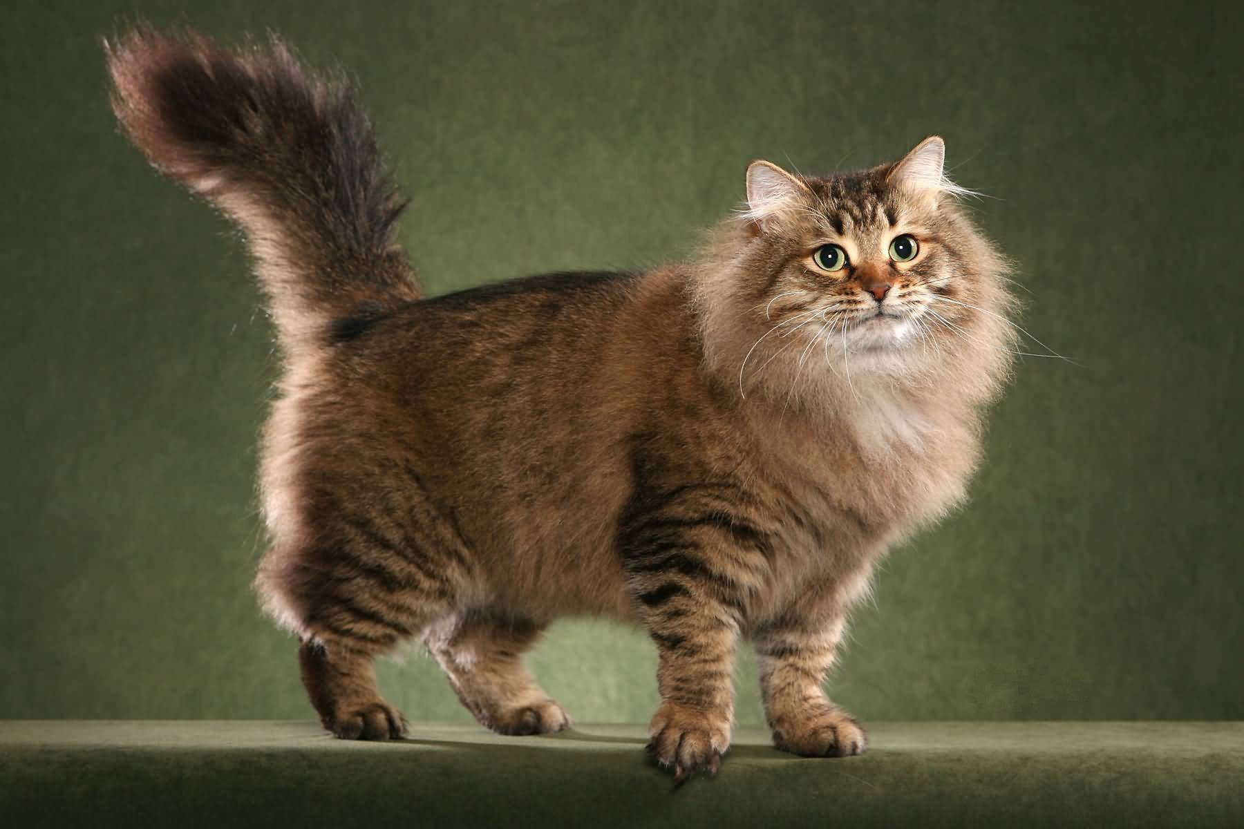 Сибирская порода кошек: характер, окрасы и история появления
